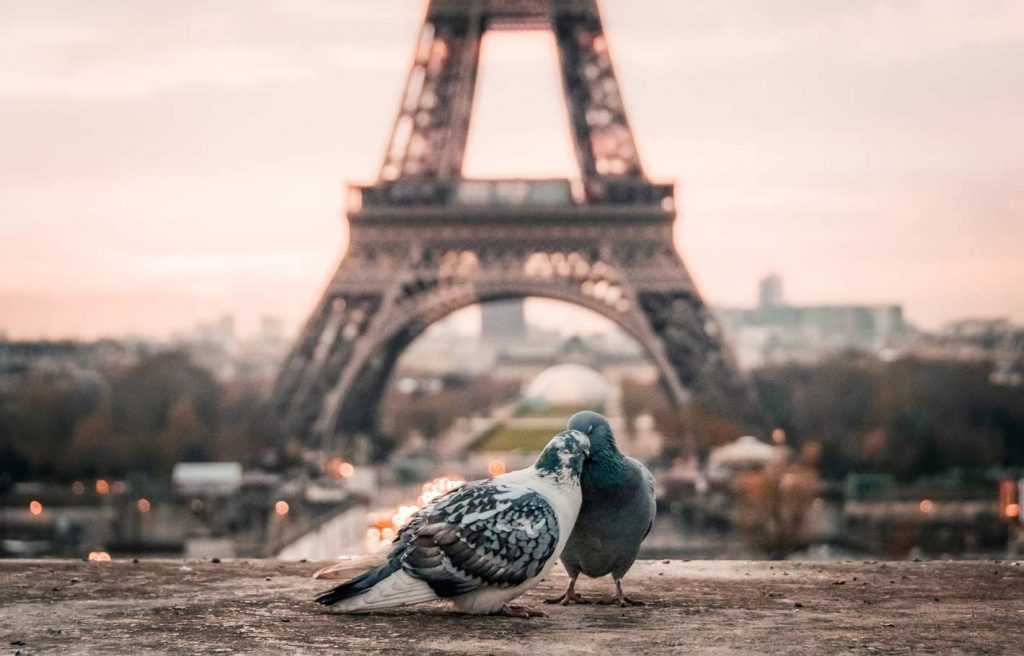 Two pigeons in front of the Eiffel Tower at sunset.