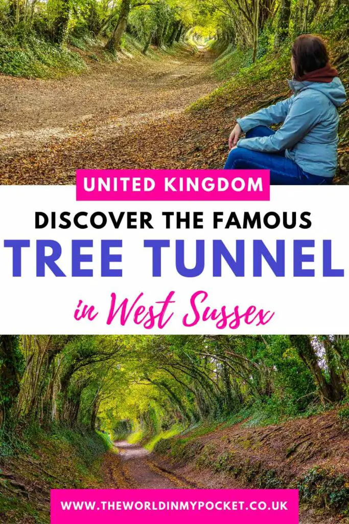 Halnaker Windmill Trail – Discover the Fairytale Halnaker Tree Tunnel near Chichester