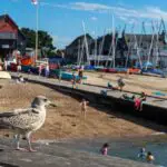 the-best-things-to-do-in-Whitstable