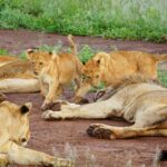 unique-things-to-do-in-Tanzania