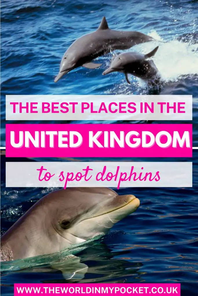 The Best Places to See Dolphins in the UK  pin
