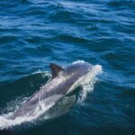 where-to-see-dolphins-in-the-uk