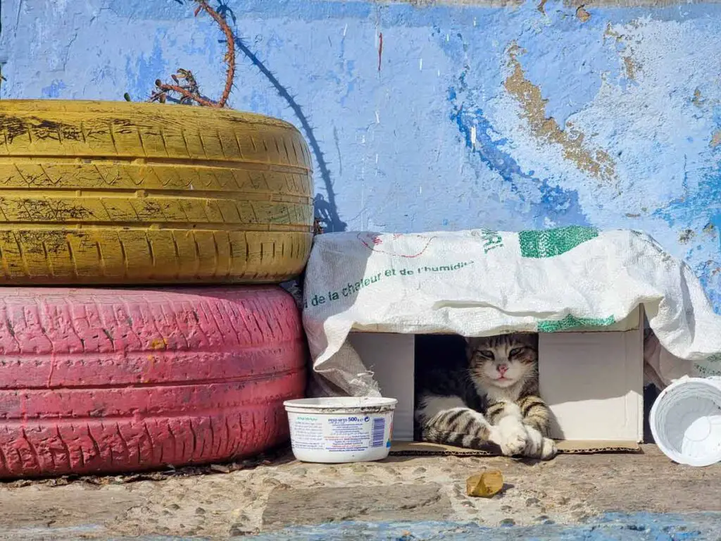 A cat sitting in a box against a blue wall. Next to the box there are two tires, the top one painted in yellow and the bottom one painted red. The car is a tabby and is looking at the camera.