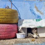 A cat sitting in a box against a blue wall. Next to the box there are two tires, the top one painted in yellow and the bottom one painted red. The car is a tabby and is looking at the camera.