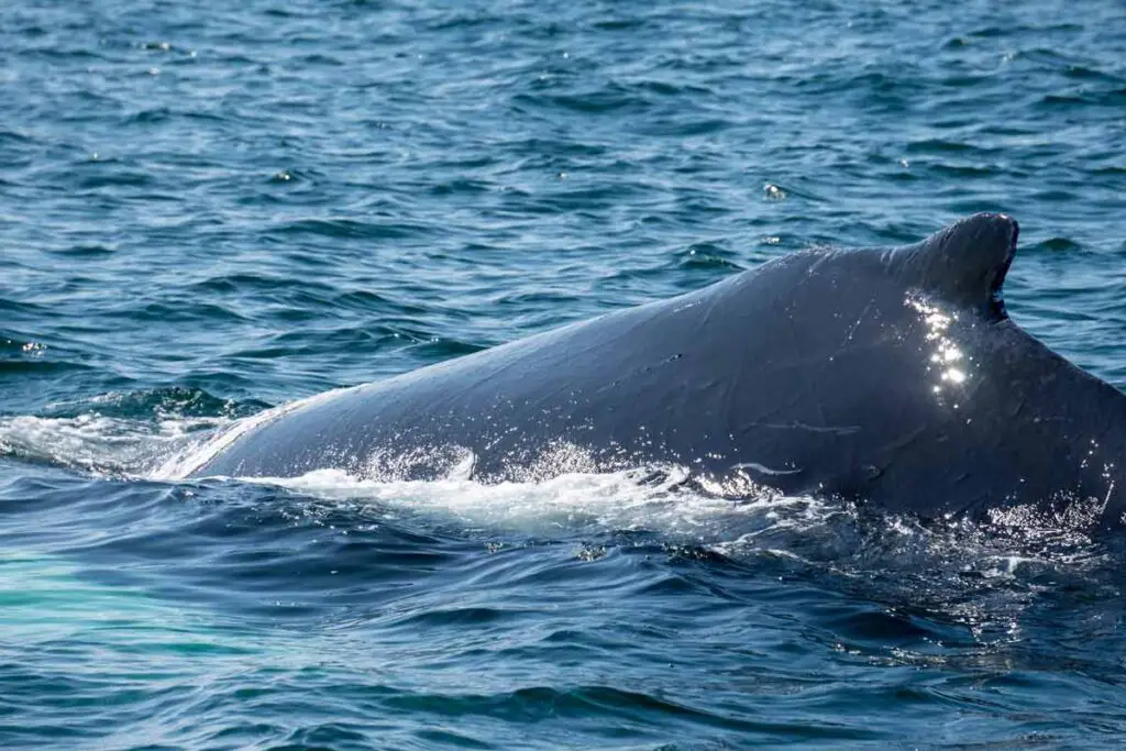 A close-up of a humpback whale coming out of the water