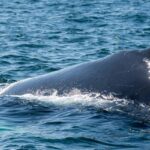 A close-up of a humpback whale coming out of the water