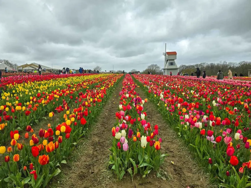 A field of colourful tulips planted in rows. Behind you can see a small white windmill. The sky is very cloudy.