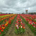A field of colourful tulips planted in rows. Behind you can see a small white windmill. The sky is very cloudy.
