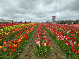 A field of colourful tulips planted in rows. Behind you can see a small white windmill. The sky is very cloudy.
