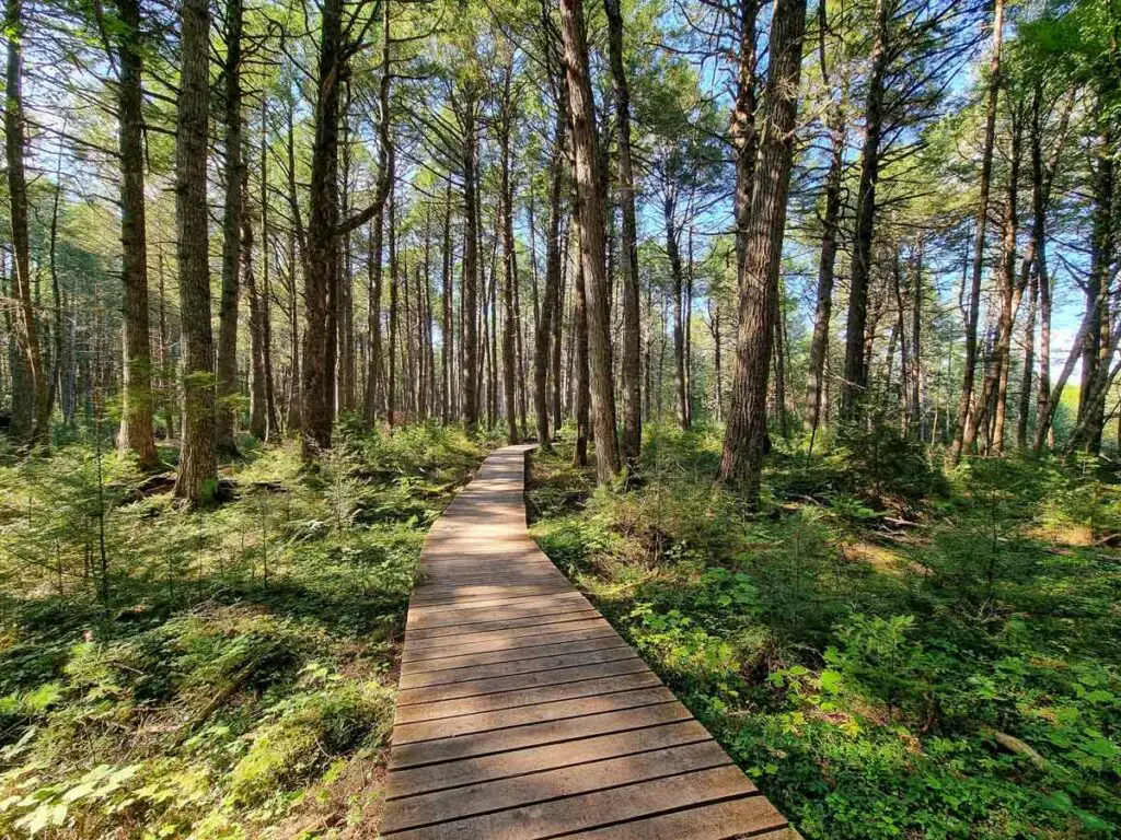 A boardwalk crossing through a hemlock forest