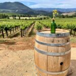 A barrel with a bottle acting as a vase with a yellow flower in it on top, in front of a vineyard and rows of vines.