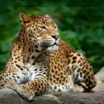 A close-up of a beautiful Sri Lankan Leopard sitting on a branch, in the forest.
