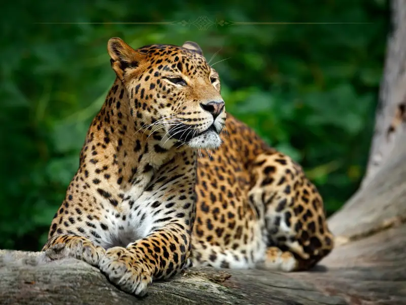 A close-up of a beautiful Sri Lankan Leopard sitting on a branch, in the forest.