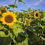A close-up of sunflowers in a field