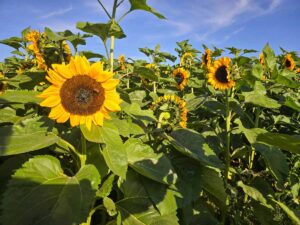 A close-up of sunflowers in a field