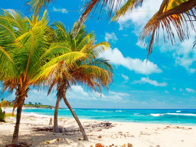 An exotic secluded beach lined by palm trees.