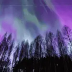Pink and green rays over the dark sky, above tall trees.