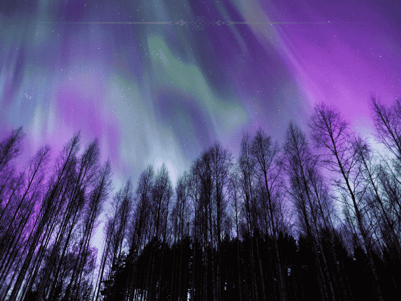 Pink and green rays over the dark sky, above tall trees.