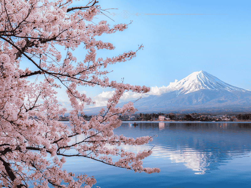 Cherry blossoms against mount Fuji on a clear sunny day