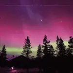pink northern lights above a forest