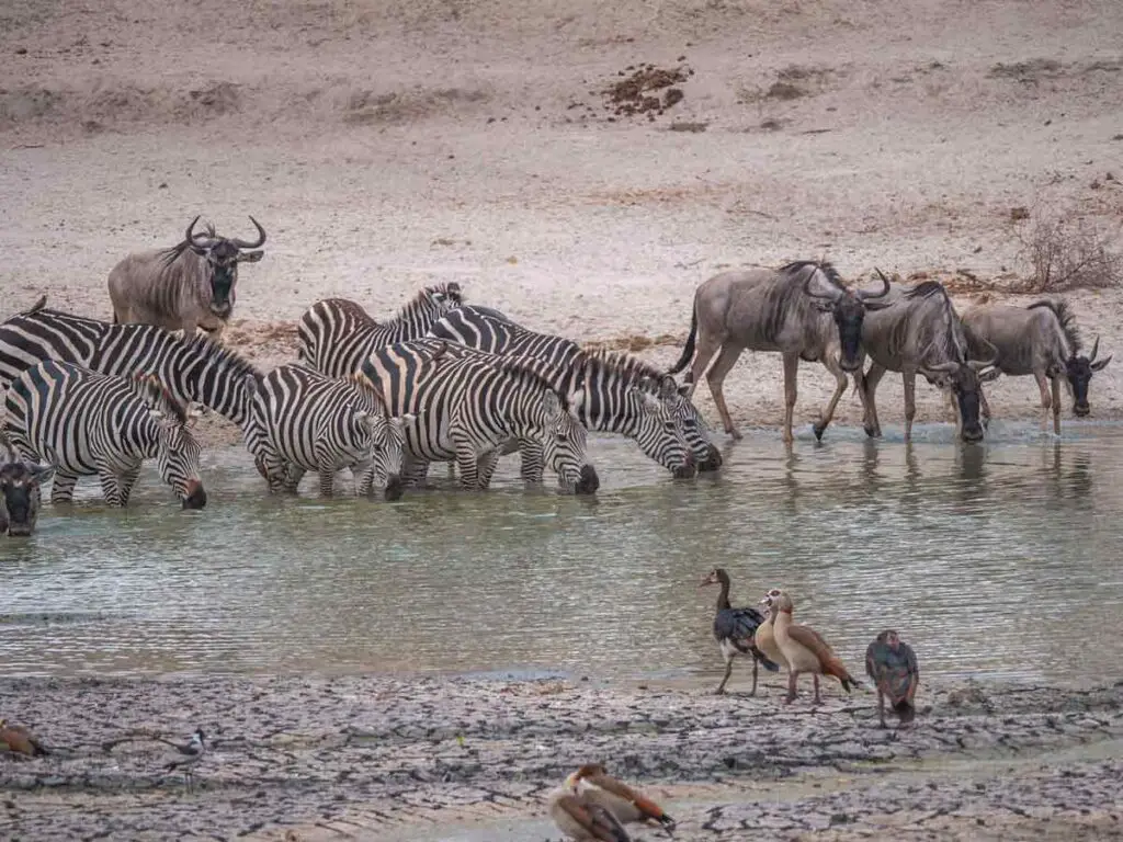 A pack of zebras drinking water from a watering hole. Around there are a few wildebeest as well as some birds