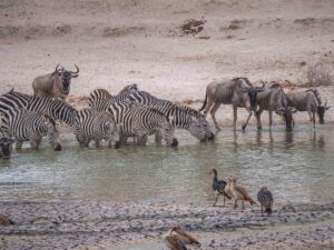 A pack of zebras drinking water from a watering hole. Around there are a few wildebeest as well as some birds