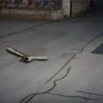 Feel Good News: Duck Caught by Speed Camera Breaking Speed Limit Twice A duck caught on the speed camera
