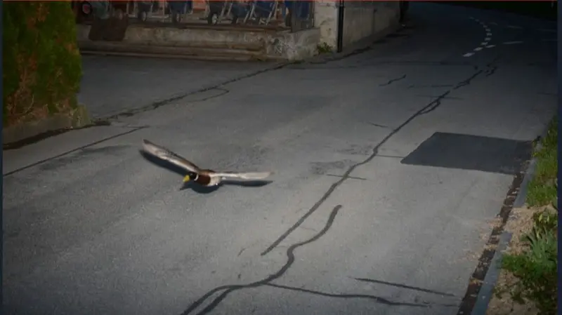 A duck caught by the speed camera.