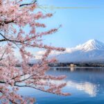 Mount Fuji in spring, reflecting in a clear lake. On the left hand side there are branches of cherry trees with pink flowers on them.