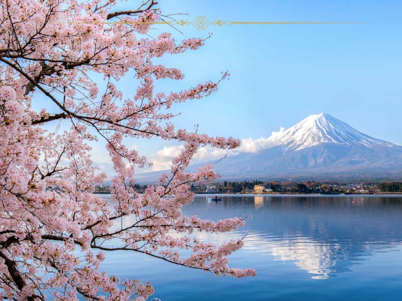 Mount Fuji in spring, reflecting in a clear lake. On the left hand side there are branches of cherry trees with pink flowers on them.