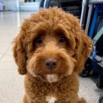 Woman Ties Her Pet Dog to a Baggage Rack at Las Vegas Airport and Chooses a Flight Over Him A brown cockapoo type of dog looking sad, at the airport.