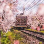 How to Choose the Best eSIM for Japan – A Complete Comparison Guide A small train passing on a rail line, between pink cherry blossom trees